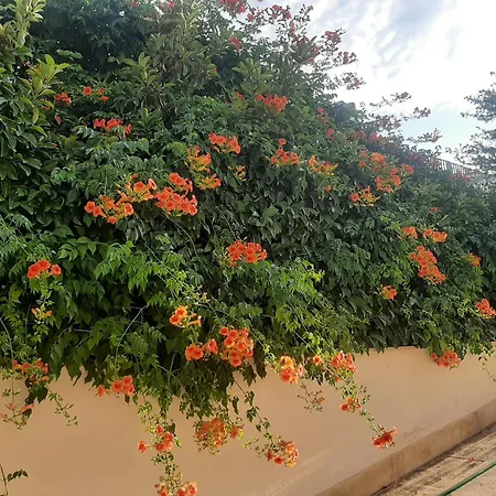 The Orange Groove-3